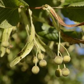 Fotografia da espécie Tilia x europaea