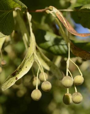 Fotografia 6 da espécie Tilia x europaea no Jardim Botânico UTAD