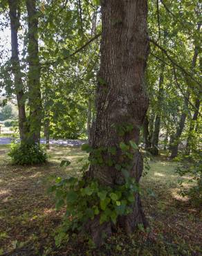 Fotografia 7 da espécie Tilia x europaea no Jardim Botânico UTAD