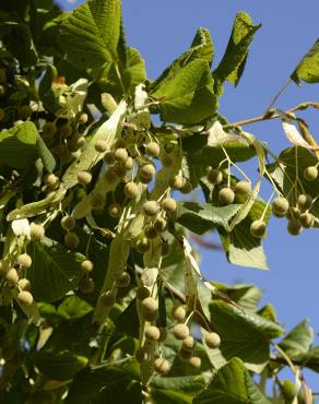 Fotografia 8 da espécie Tilia x europaea no Jardim Botânico UTAD