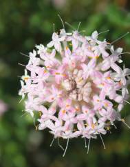 Pimelea ferruginea