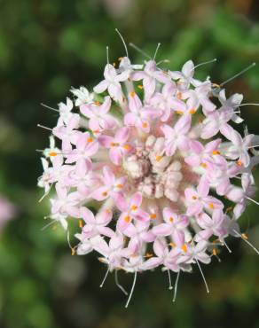 Fotografia 1 da espécie Pimelea ferruginea no Jardim Botânico UTAD