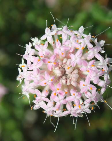 Fotografia de capa Pimelea ferruginea - do Jardim Botânico