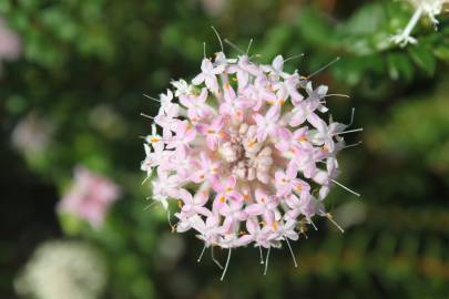 Fotografia da espécie Pimelea ferruginea