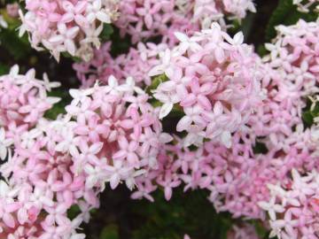 Fotografia da espécie Pimelea ferruginea