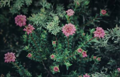 Fotografia da espécie Pimelea ferruginea