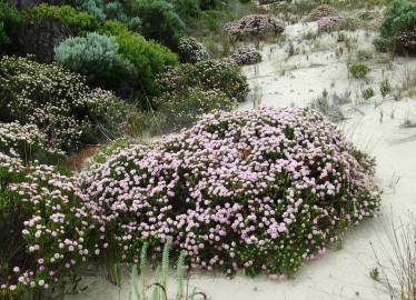 Fotografia da espécie Pimelea ferruginea