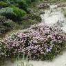 Fotografia 6 da espécie Pimelea ferruginea do Jardim Botânico UTAD