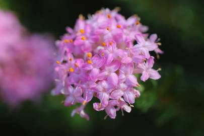 Fotografia da espécie Pimelea ferruginea