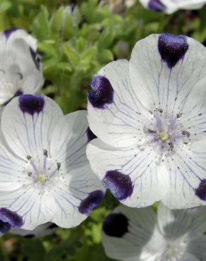 Fotografia 1 da espécie Nemophila maculata no Jardim Botânico UTAD