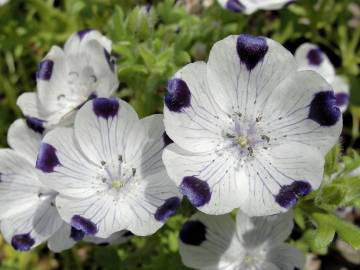 Fotografia da espécie Nemophila maculata