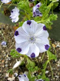 Fotografia da espécie Nemophila maculata