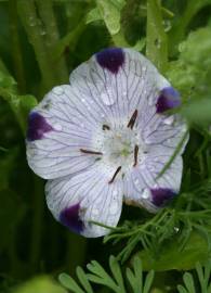 Fotografia da espécie Nemophila maculata