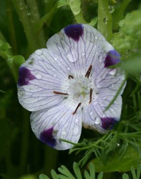 Fotografia 3 da espécie Nemophila maculata no Jardim Botânico UTAD