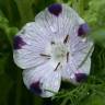 Fotografia 3 da espécie Nemophila maculata do Jardim Botânico UTAD