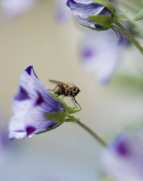 Fotografia 4 da espécie Nemophila maculata no Jardim Botânico UTAD