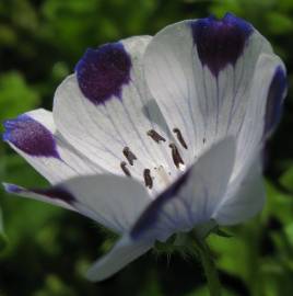 Fotografia da espécie Nemophila maculata