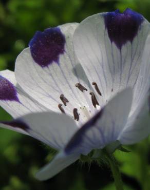 Fotografia 5 da espécie Nemophila maculata no Jardim Botânico UTAD