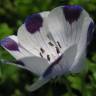 Fotografia 5 da espécie Nemophila maculata do Jardim Botânico UTAD