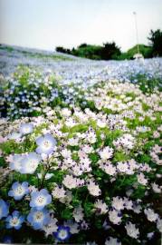 Fotografia da espécie Nemophila maculata