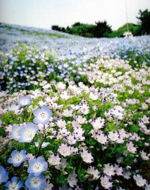 Fotografia 6 da espécie Nemophila maculata no Jardim Botânico UTAD