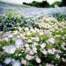 Fotografia 6 da espécie Nemophila maculata do Jardim Botânico UTAD