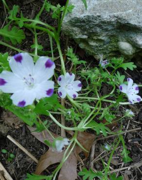 Fotografia 7 da espécie Nemophila maculata no Jardim Botânico UTAD