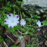 Fotografia 7 da espécie Nemophila maculata do Jardim Botânico UTAD