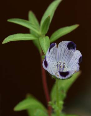 Fotografia 8 da espécie Nemophila maculata no Jardim Botânico UTAD