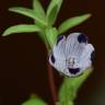 Fotografia 8 da espécie Nemophila maculata do Jardim Botânico UTAD