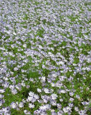 Fotografia 9 da espécie Nemophila maculata no Jardim Botânico UTAD