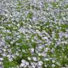 Fotografia 9 da espécie Nemophila maculata do Jardim Botânico UTAD