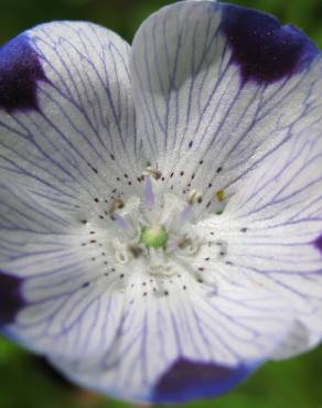 Fotografia 10 da espécie Nemophila maculata no Jardim Botânico UTAD