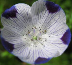 Fotografia da espécie Nemophila maculata