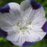 Fotografia 10 da espécie Nemophila maculata do Jardim Botânico UTAD