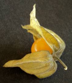 Fotografia da espécie Physalis peruviana