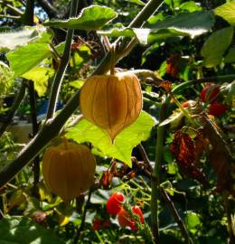 Fotografia da espécie Physalis peruviana