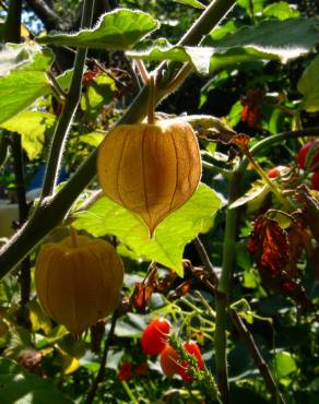 Fotografia 3 da espécie Physalis peruviana no Jardim Botânico UTAD