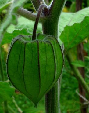 Fotografia 4 da espécie Physalis peruviana no Jardim Botânico UTAD