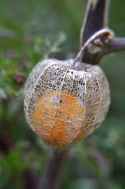 Fotografia da espécie Physalis peruviana