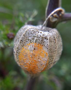 Fotografia 5 da espécie Physalis peruviana no Jardim Botânico UTAD