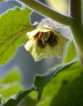 Fotografia 6 da espécie Physalis peruviana no Jardim Botânico UTAD