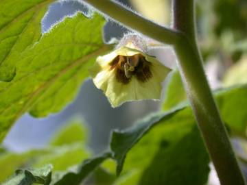 Fotografia da espécie Physalis peruviana