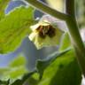 Fotografia 6 da espécie Physalis peruviana do Jardim Botânico UTAD