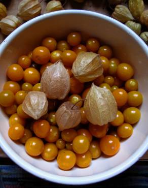 Fotografia 7 da espécie Physalis peruviana no Jardim Botânico UTAD