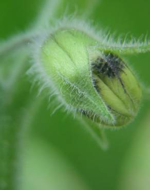 Fotografia 9 da espécie Physalis peruviana no Jardim Botânico UTAD