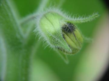 Fotografia da espécie Physalis peruviana