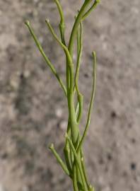 Fotografia da espécie Sisymbrium crassifolium