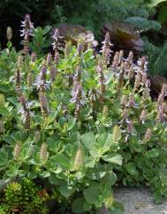 Plectranthus neochilus