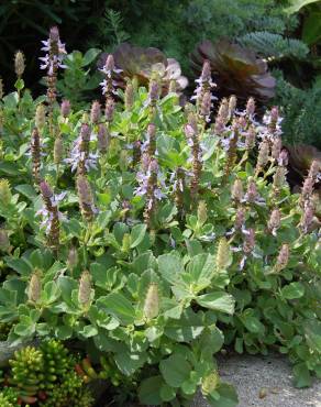 Fotografia 1 da espécie Plectranthus neochilus no Jardim Botânico UTAD